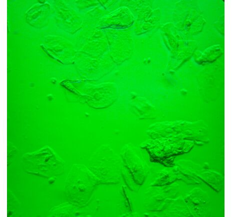 MAGUS Bio V360, image-24