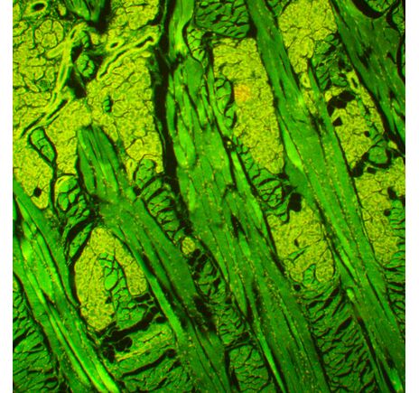 MAGUS Lum 450L, image-20