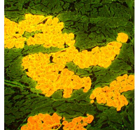 MAGUS Lum 450L, image-21