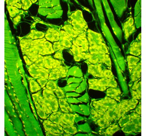 MAGUS Lum 450L, image-22