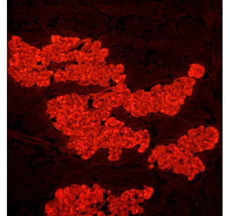 MAGUS Lum 450L, image-23