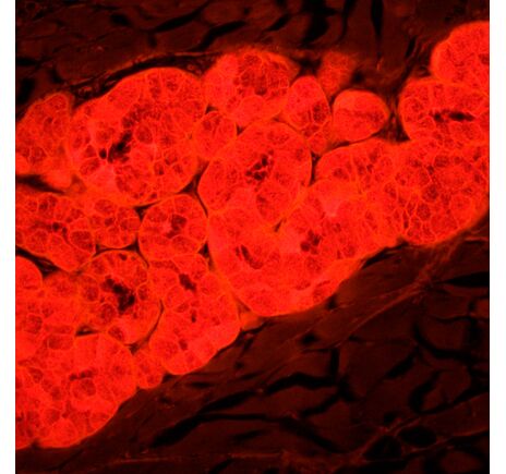 MAGUS Lum 450L, image-24