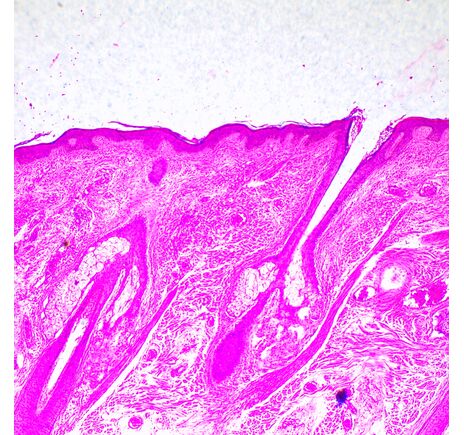 MAGUS Bio 290T, image-22