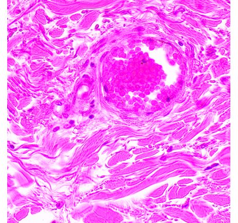 MAGUS Bio 290T, image-23