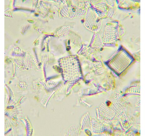 MAGUS Bio 290T, image-25