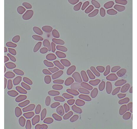 MAGUS Bio 290T, image-26