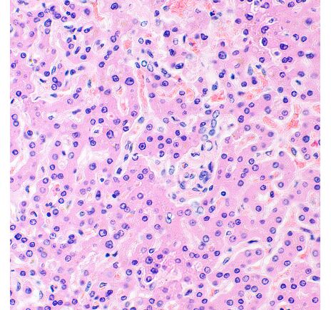 MAGUS Bio 290T, image-27