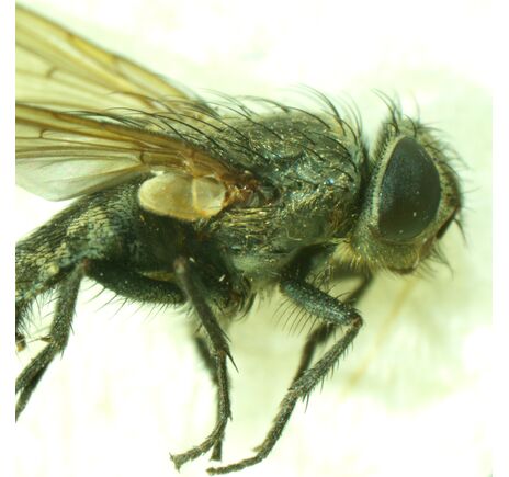 MAGUS Stereo A6, image-14