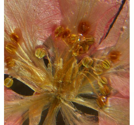 MAGUS Stereo A6, image-15