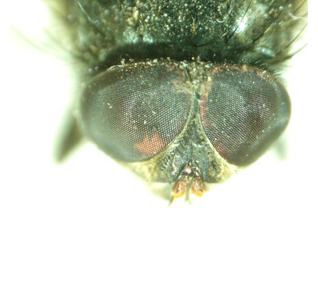 MAGUS Stereo A8, image-13