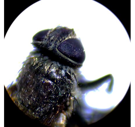 MAGUS Stereo A10, image-17