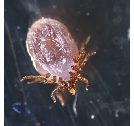 MAGUS Stereo A18T, image-3