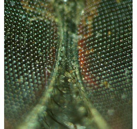 MAGUS Stereo A18T, image-4