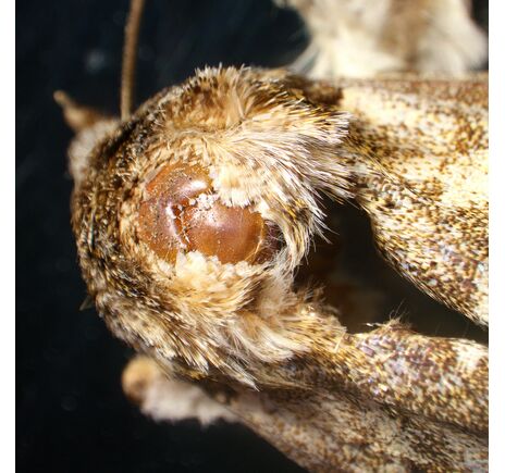 MAGUS Stereo A18T, image-5