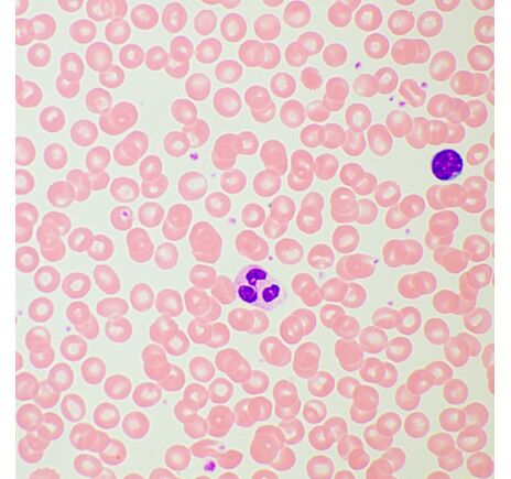 MAGUS Bio D260T LCD, image-27