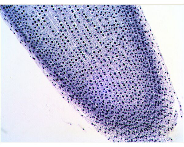 Levenhuk N38 NG Prepared Slides Set, image-16