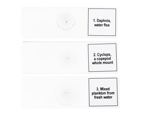 Sada mikropreparátov Discovery Prof DPS 5. Život v kvapke vody, image-5