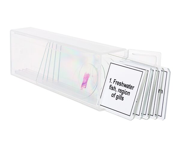 Sada mikropreparátov Discovery Prof DPS 5. Obojživelník, image-4