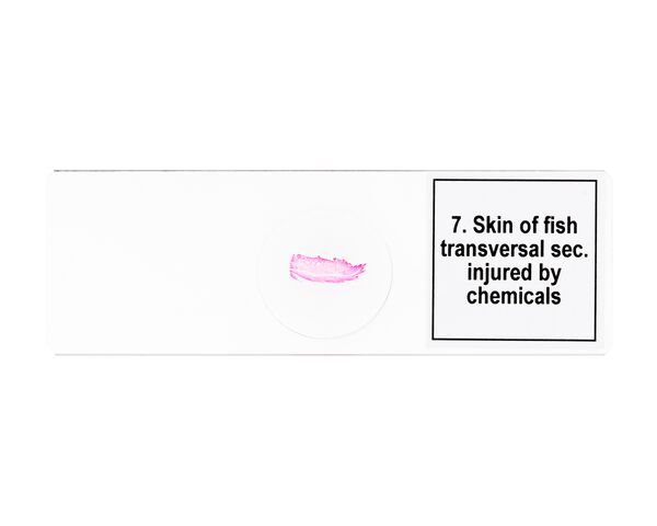 Discovery Prof Specimens DPS 25. “Biology, Birds, etc.”, image-8