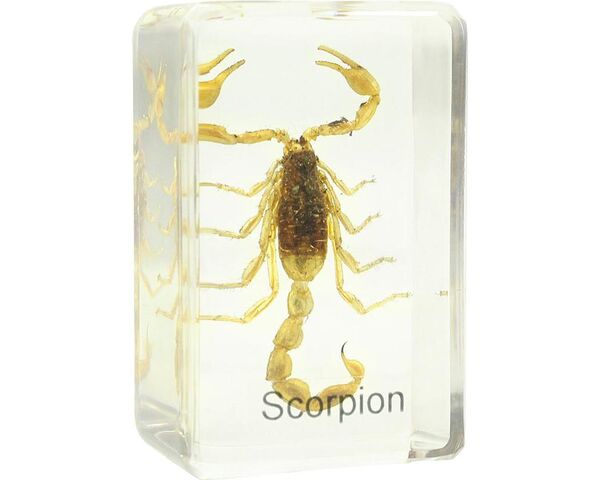 Omegon Dauerpräparat Skorpion