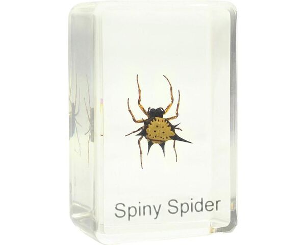 Omegon Dauerpräparat Spiny Spider