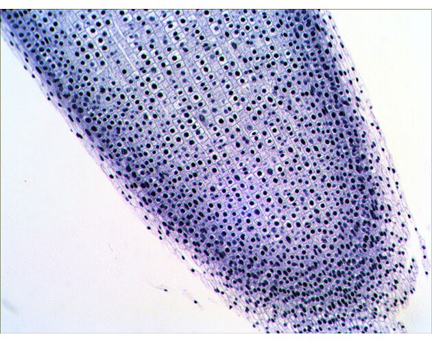 Levenhuk N38 NG Prepared Slides Set, image-16