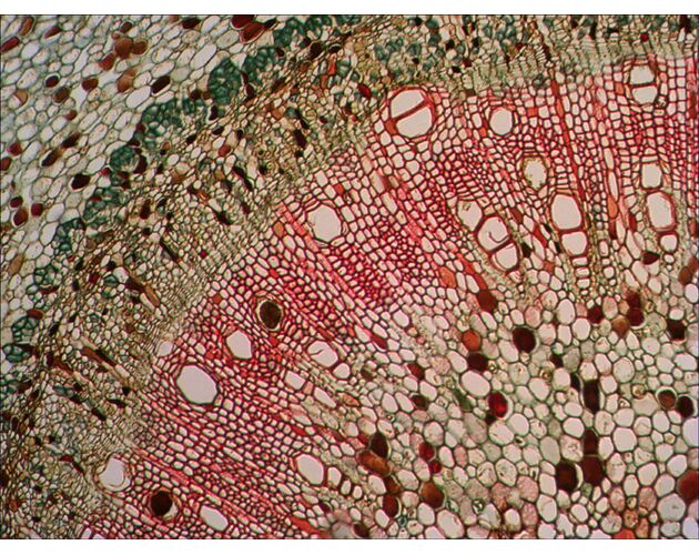 Levenhuk N38 NG Prepared Slides Set, image-8
