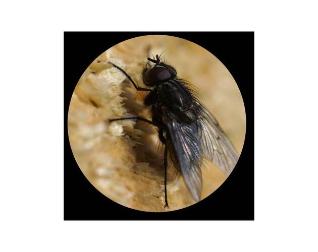Minox Fernglas Trinovid 8x32 HD, image-3