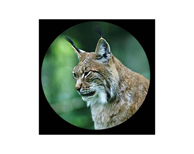 Minox Fernglas Trinovid 8x32 HD, image-2