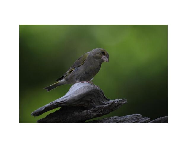 Omegon Pro APO AP 72/432 ED – kompaktný apochromát, image-3