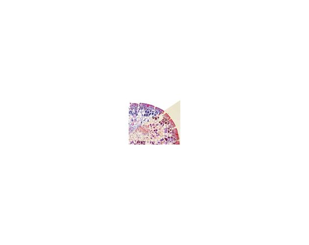 Optika Mikroskop B-383PH, trinokulárny, fázový kontrast, W-PLAN DIN, 40×–1000×, image-2