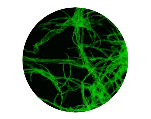 Optika Mikroskop B-510FL, trinokulárny, fluorescenčný HBO, modrý a zelený filter, W-PLAN IOS, 40×–400×, image-4