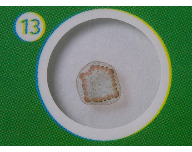 Sada hotových rastlinných preparátov Levenhuk LabZZ P12, rastliny, image-4