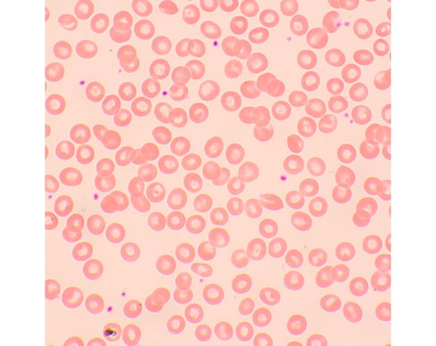 MAGUS Bio 250TL Biologický mikroskop, image-11