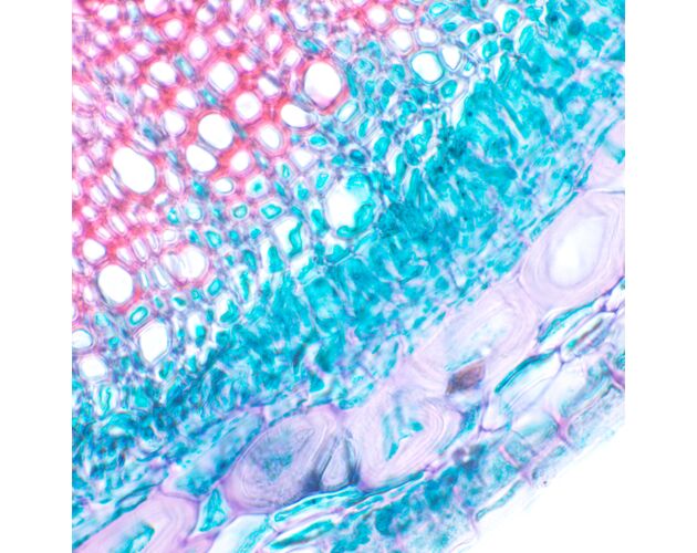 MAGUS Bio 230T Biologický mikroskop, image-11