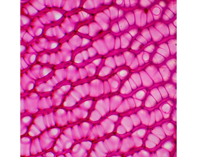 MAGUS Bio 230TL Biologický mikroskop, image-11