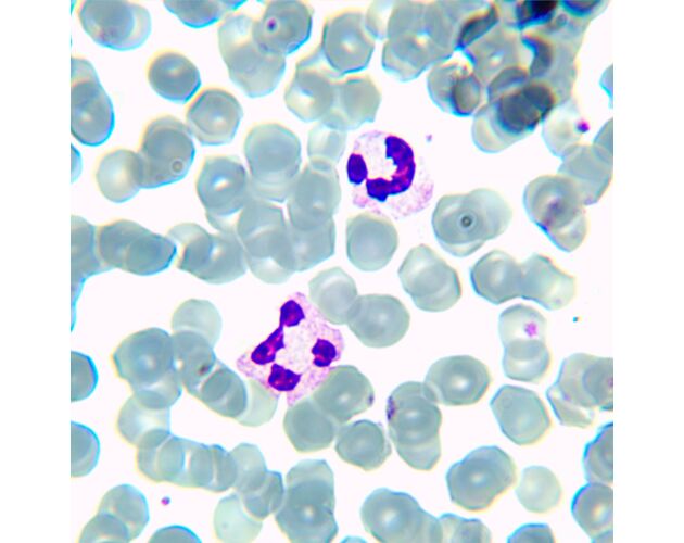 MAGUS Bio 230TL Biologický mikroskop, image-13