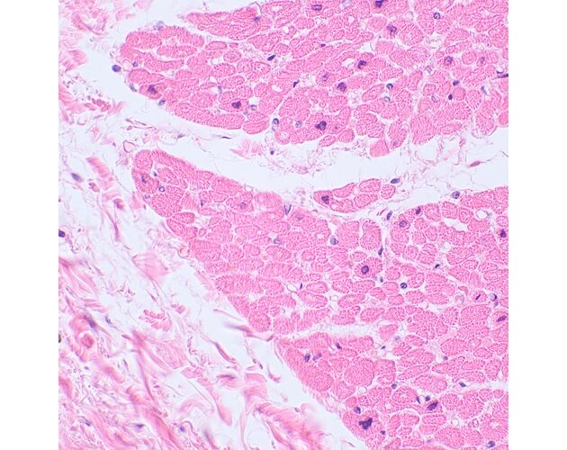 MAGUS Bio 230TL Biologický mikroskop, image-15