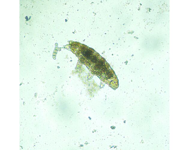 MAGUS Bio V300 Biologický invertovaný mikroskop, image-13