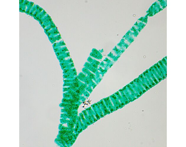 MAGUS Bio D250T Biologický digitálny mikroskop, image-28