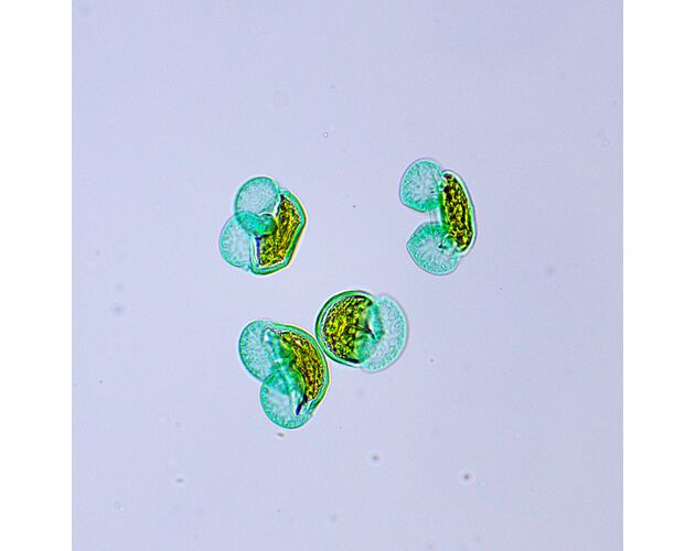 MAGUS Bio D250TL Biologický digitálny mikroskop, image-27