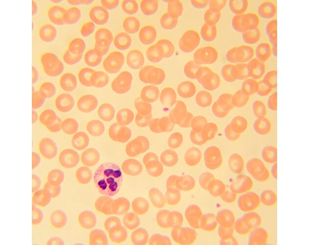 MAGUS Bio D230T Biologický digitálny mikroskop, image-24