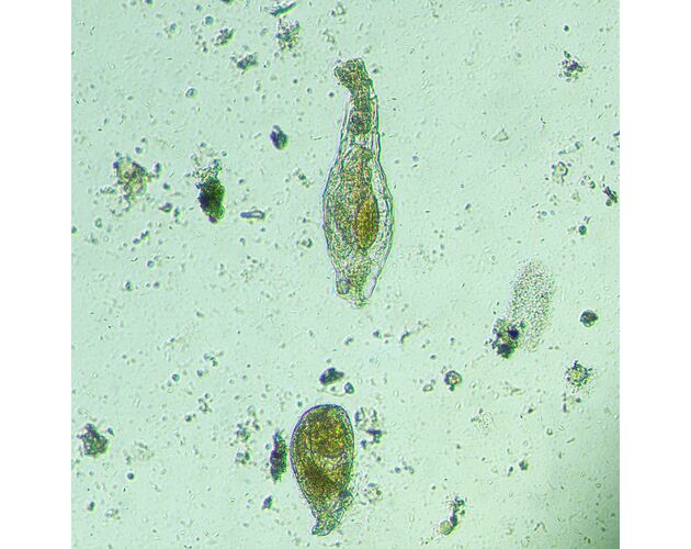 MAGUS Bio VD300 Biologický invertovaný mikroskop, image-18