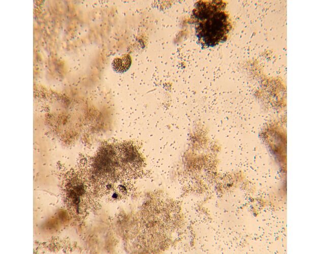 MAGUS Bio VD350 Biologický invertovaný digitálny mikroskop, image-25