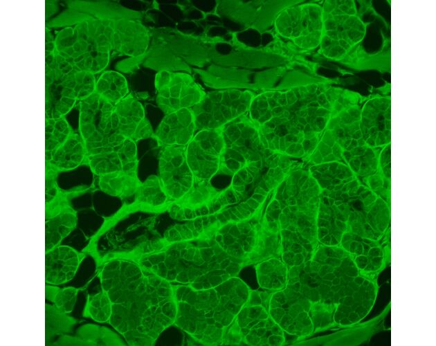 MAGUS Lum V500L Fluorescenčný invertovaný mikroskop, image-2