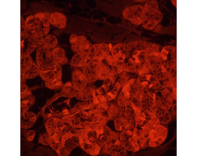 MAGUS Lum VD500L LCD Fluorescenčný digitálny invertovaný mikroskop, image-23
