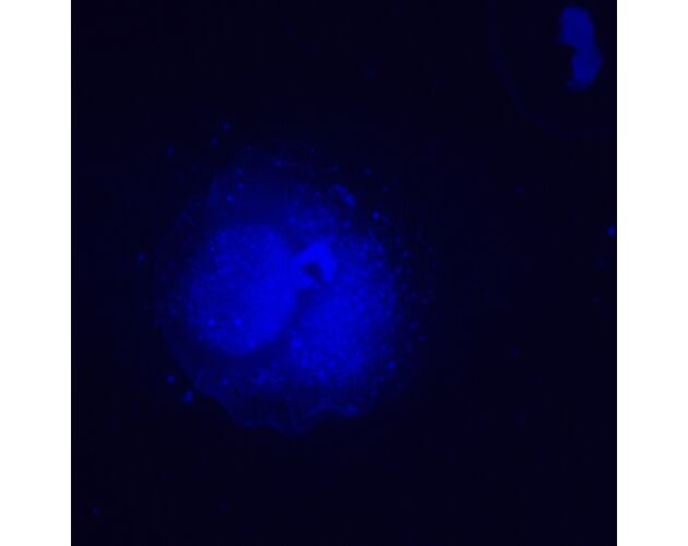MAGUS Lum VD500L Fluorescenčný digitálny invertovaný mikroskop, image-23
