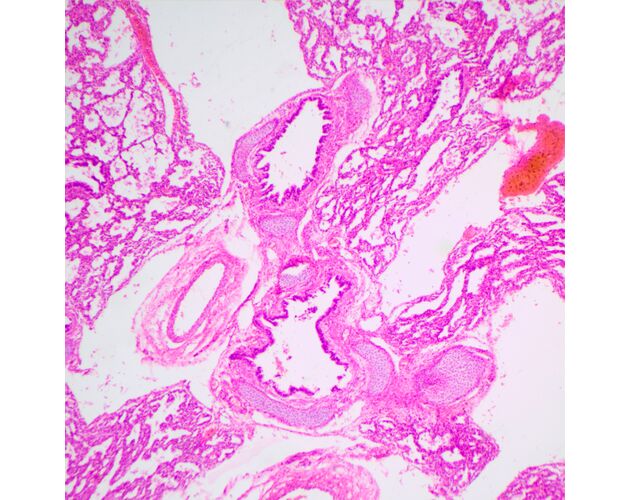 MAGUS Bio 240B Biologický mikroskop, image-22