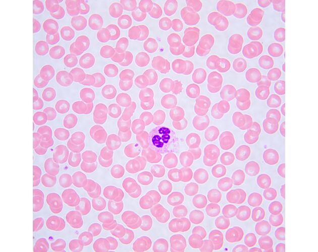 MAGUS Bio 240T Biologický mikroskop, image-23