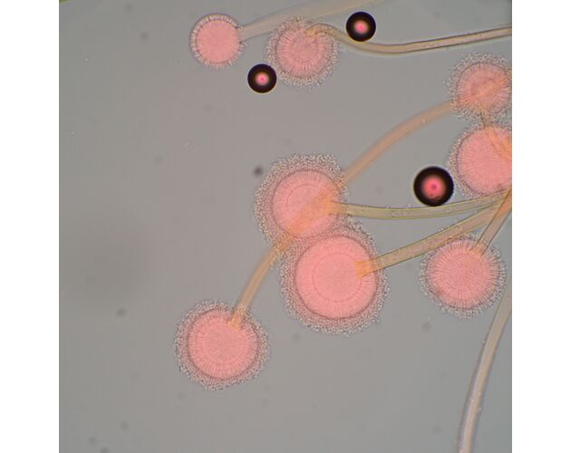MAGUS Bio 270T Biologický mikroskop, image-21